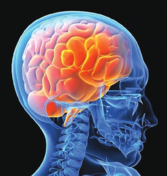 العقل البشري